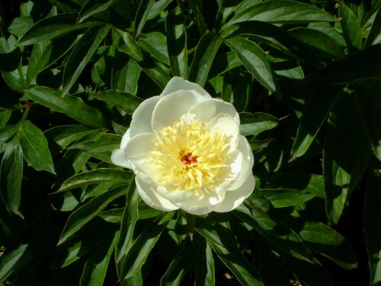 Pivoine blanche-Paeonia alba