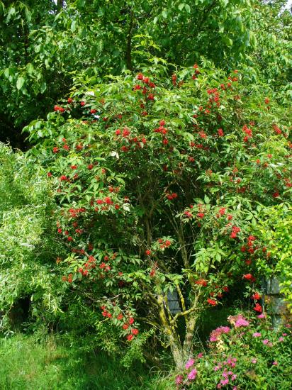Sureau rouge-Sambucus racemosa