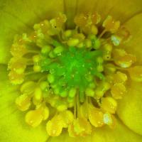 Anemone jaune fausse renoncule anemone ranunculoides 2