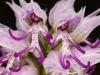 L orchidee homme nu orchis italica 2