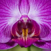 L orchidee papillon de nuit phalaenopsis