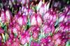Orpin des jardins hylotelephium spectabile 3