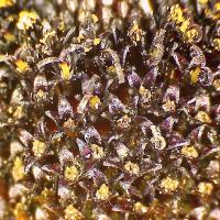 Rudbeckie jaune rudbeckia spp